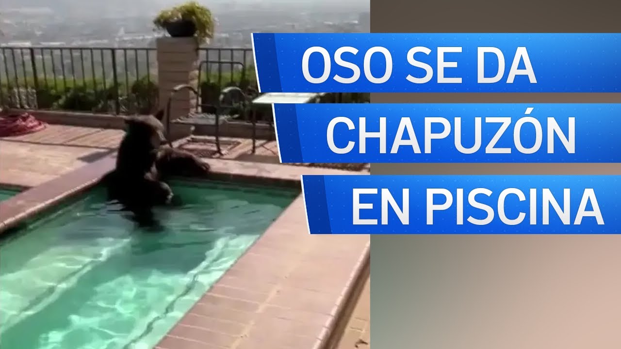 Oso se refresca en la pisicina de una casa en California