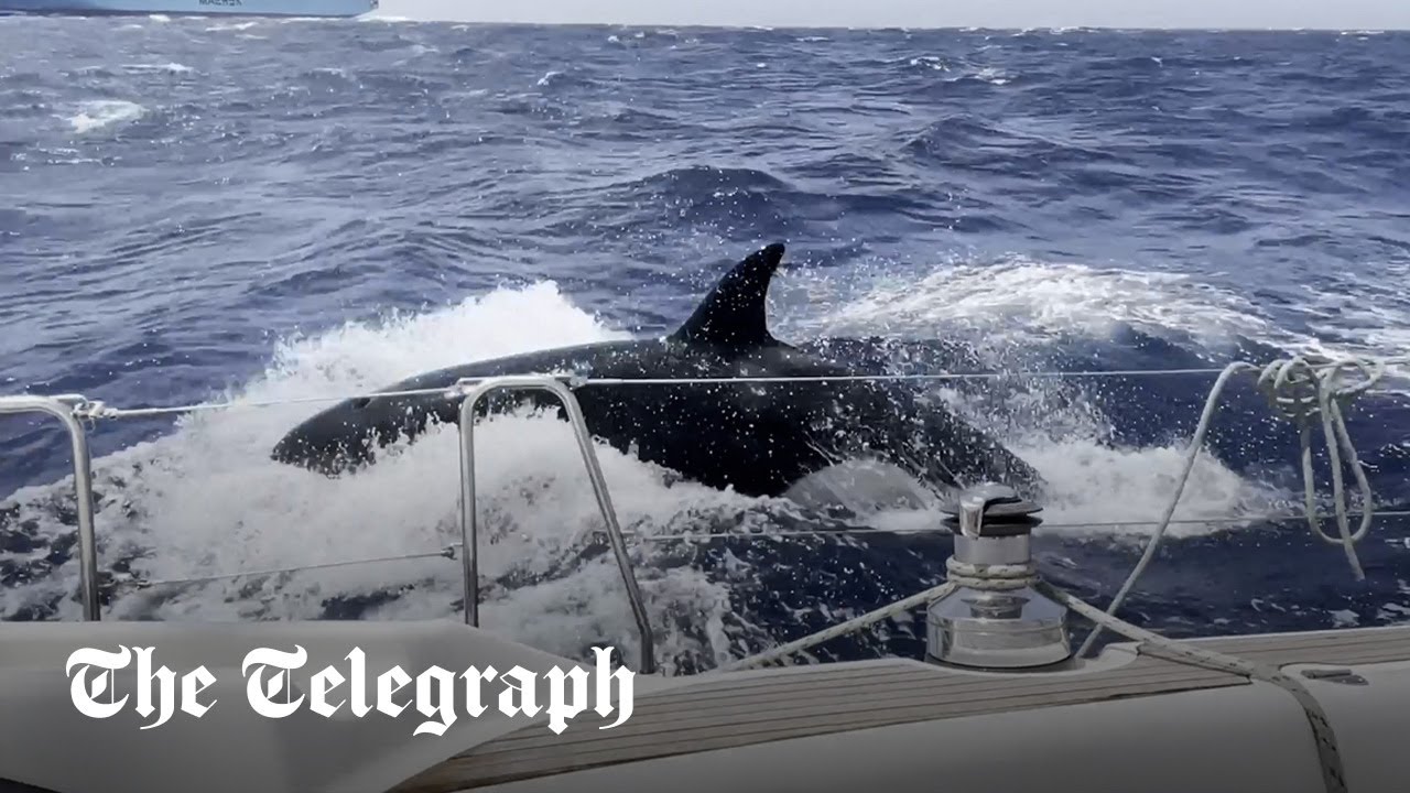 Killer whales attack yacht off the coast of Morocco