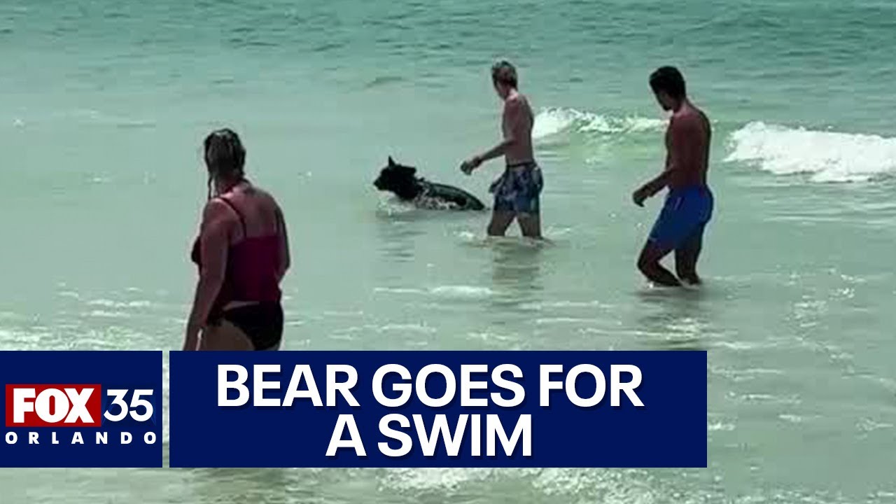 Black bear swimming at Florida beach baffles sunbthers