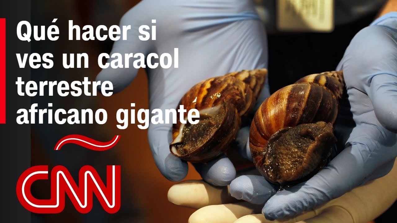Caracoles terrestres africanos gigantes invasores: qué son y por qué son peligrosos