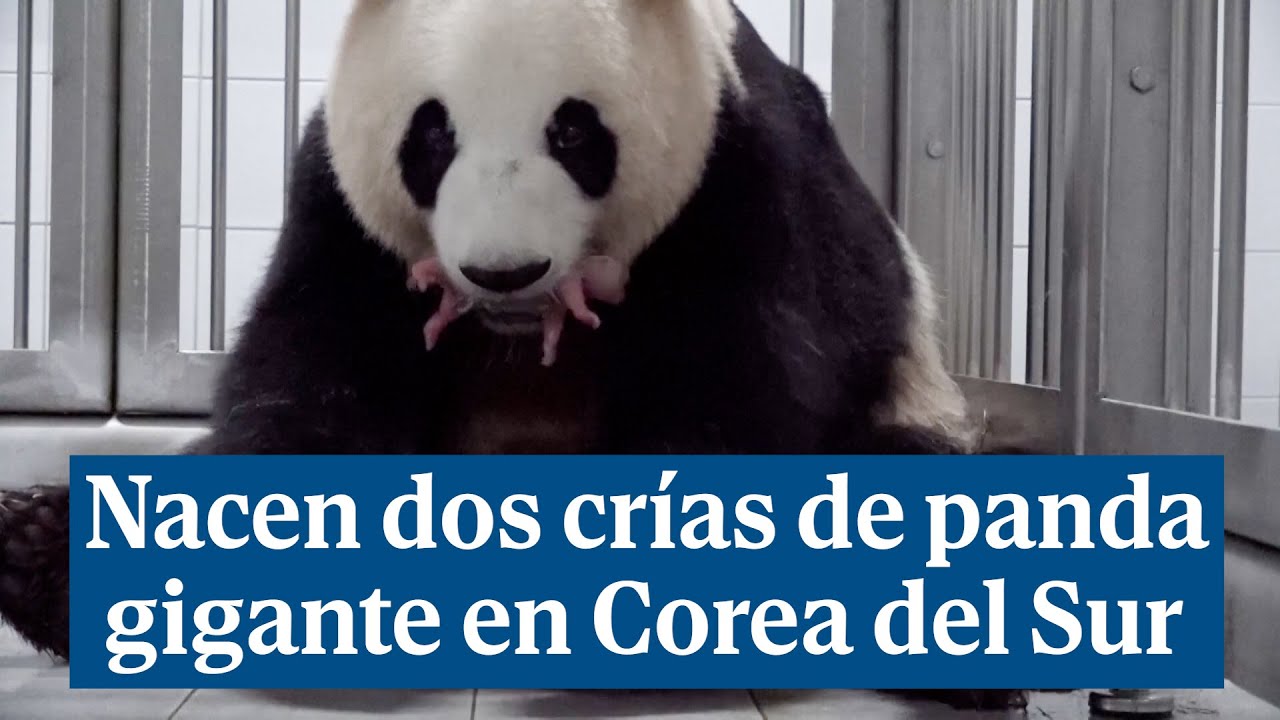 Un panda gigante ha dado a luz a dos cachorros gemelos en un parque temático de Corea del Sur
