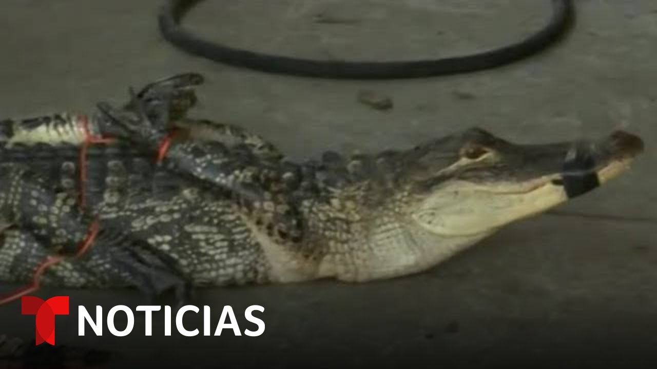 Muere mujer en Carolina del Sur tras el ataque de un caimán | Noticias Telemundo