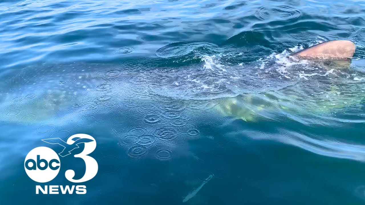 VIDEO: Boaters encounter large whale shark off the coast of Destin, Florida