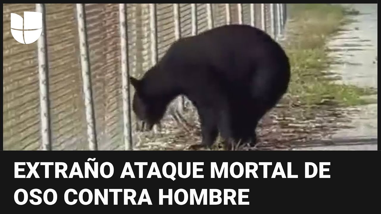 Un hombre muere tras ser atacado por un oso en Arizona