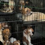 Refugio de animales en Pensilvania ha obtenido un nuevo récord