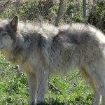 Un híbrido de lobo mató a un bebé en Alabama