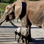 Nace cría de elefante africano en Disney's Animal Kingdom