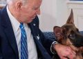 Commander, el perro de Biden, mordió al personal del Servicio Secreto
