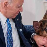 Commander, el perro de Biden, mordió al personal del Servicio Secreto