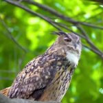 Murió popular búho se escapó del zoo de Central Park