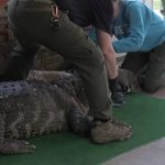 Confiscan un caimán en Nueva York