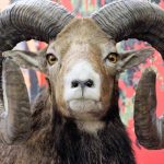 Un hombre que planeaba clonar y vender ovejas se declara culpable