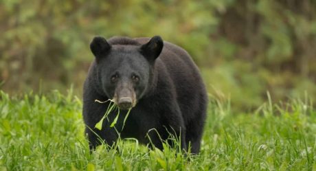 An Arizona man loses his life to bear attack in the forest