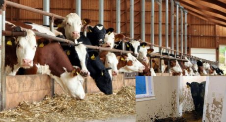 China man raised cattle on the balcony of his apartment