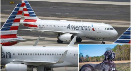 American Airlines passenger paid for 3 seats to fly with his dog