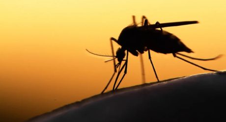 Experts under alert for the West Nile Virus on the West Coast