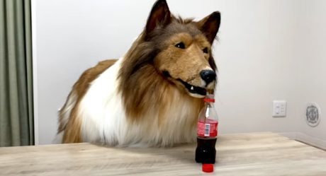 Japan man spends $14,000 on a realistic dog costume for him to wear