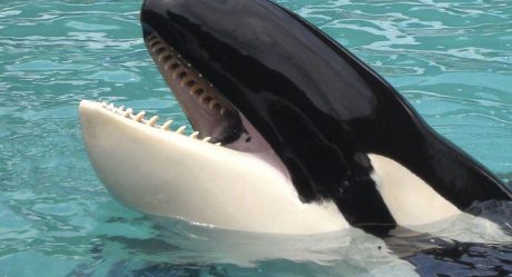 Veterinarian and trainers say orca Lolita died from neglect
