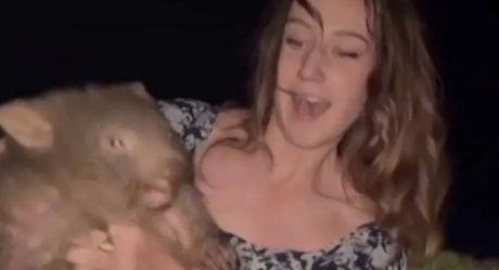 The threats I received for touching a wombat: the difficult situation of an influencer after interacting with a protected species