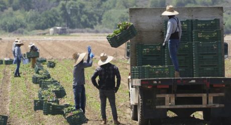 Immigration Raids in California Spark Fear in the Fields and Threaten U.S. Food Supply